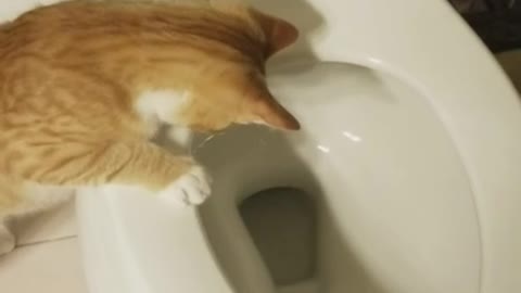 Kitty Loves watching toilet paper go bye bye