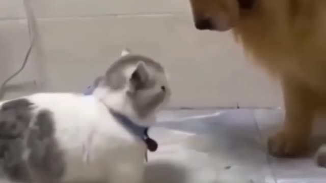 Cute vs Cute dogs fight 😍😂