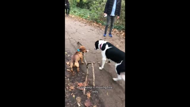 funny dog - see what he will do