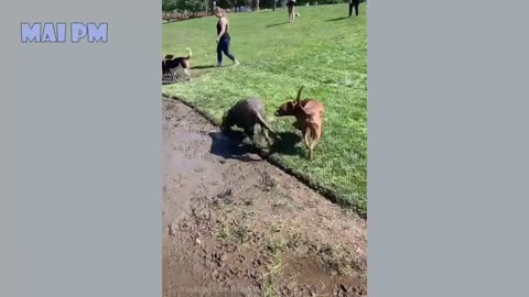 Funny Dog Videos 2020🤣 🐶 It's time to LAUGH with Dog's life