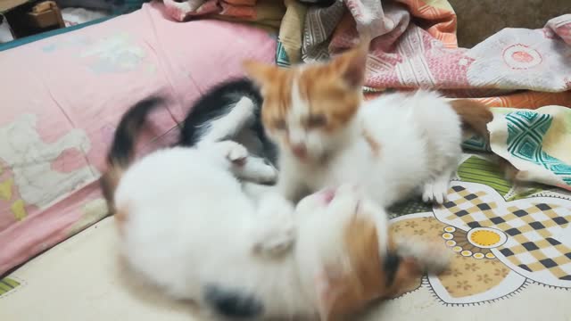 Fluffy Triplets Fight On Bed While Mom Not Around