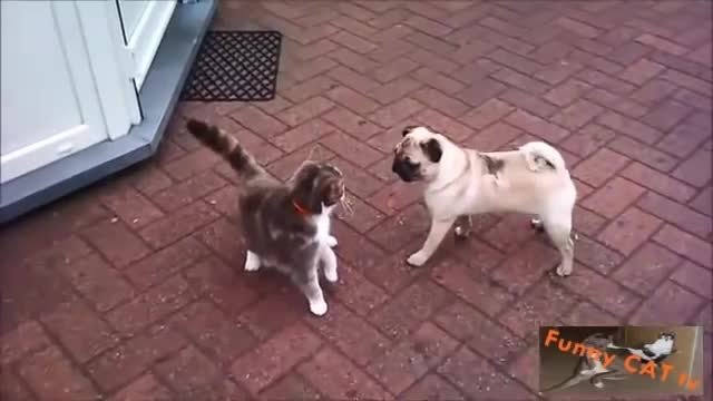 For The First Time Cats and Dogs Meeting Each other