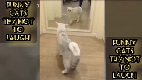 funny cats try not to laughPI