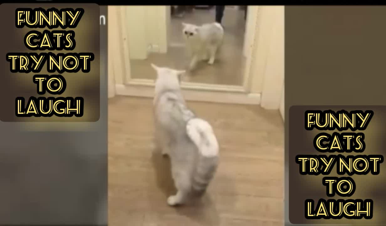 funny cats try not to laughPI