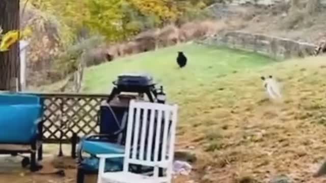 Funny Animal Videos that Make Me Burst Into Tears Laughing 😂 (CUTE)