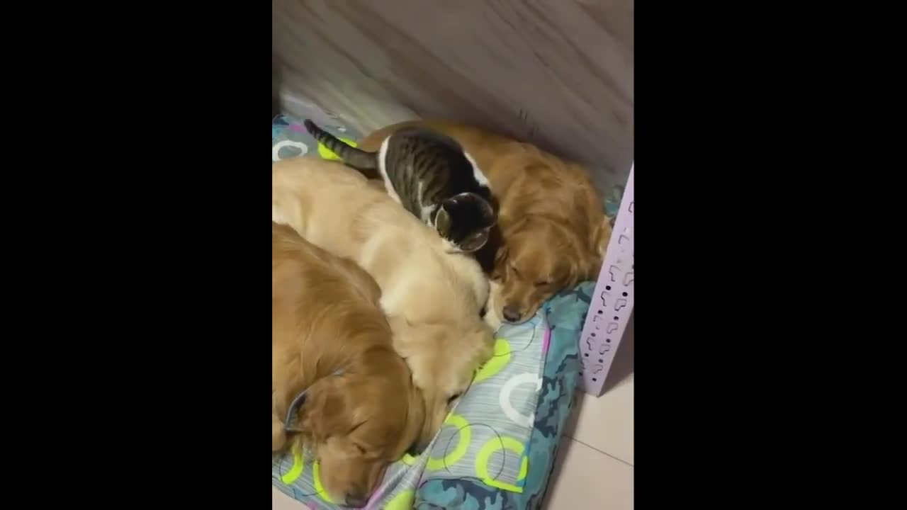 cats and dog playing together