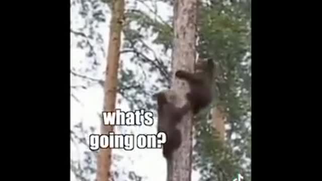 Funny Animals