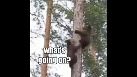 Funny Animals