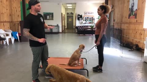 Dog reactivity training - Leash reactive dog training