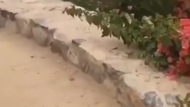 Girl funny video🤣🤣🤣