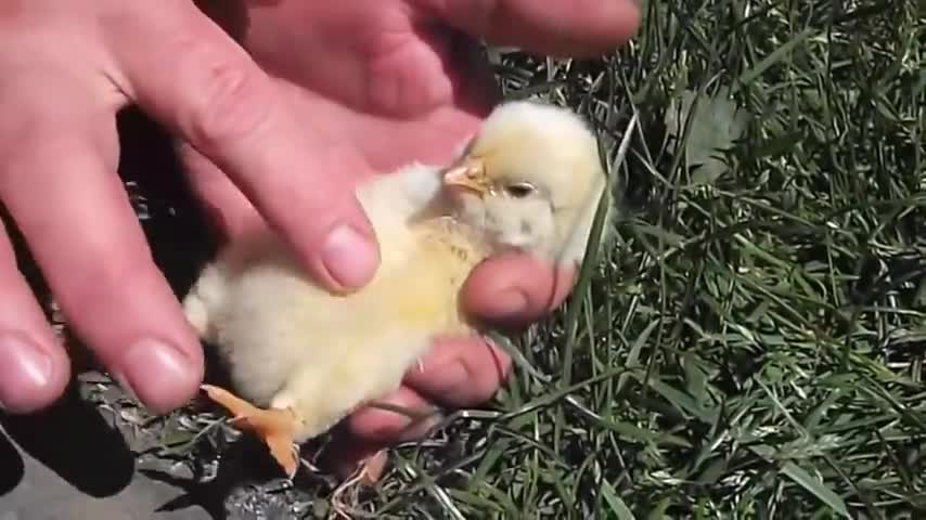 Baby Bird Falls off to Sleep Getting Tummy Rubbed by Human