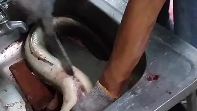 Cut and clean a GIANT EEL!