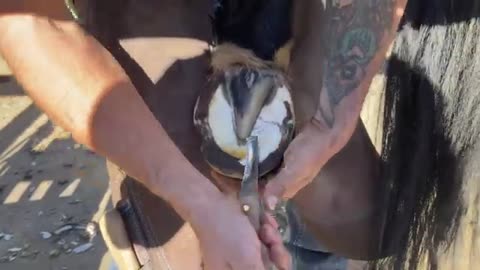 Horse Hoof Cleaning