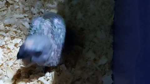Baby parrot