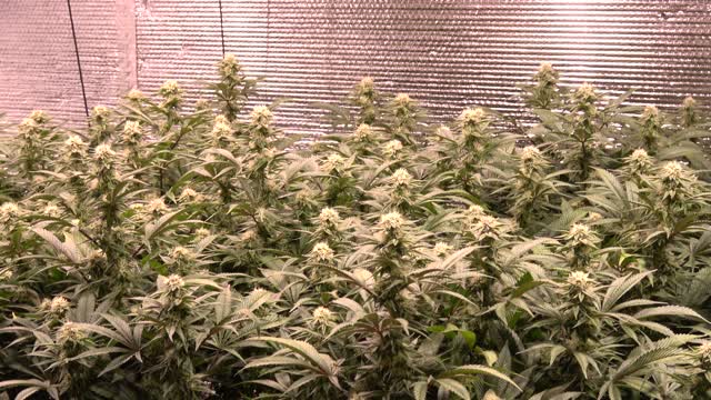 Scrogged Mr. Nice day 118 in my CCH2O system