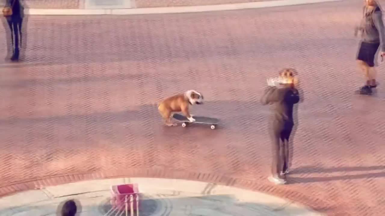 Funny Skateboarding Bulldog NYC