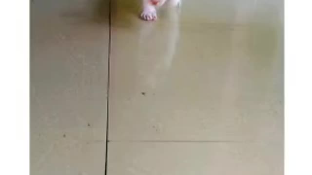 Amazing catewalk of cat 🐈