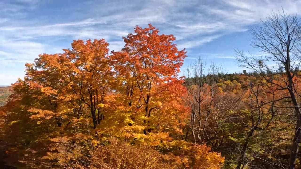 Fall Foliage