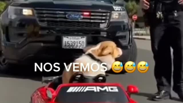 Funny animals .