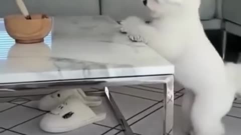 Short Funny Animal Videos