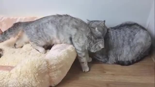 Dad cat meet his kittens