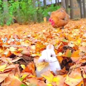 Funny bunny