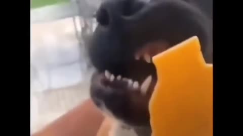 Best funny dogs video you must watch