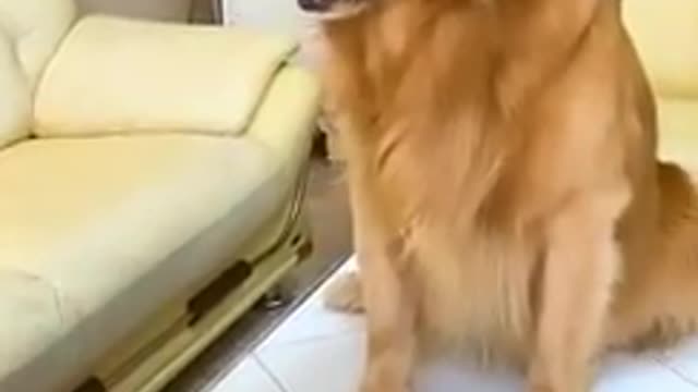 Dog Frank ,beautiful dog , dog video ,funny dog and beautiful cat ,funny cat ,cat video