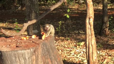 Passeando na Pracinha e admirando os filhotes de Saguí.🥰