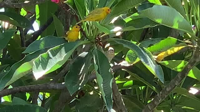 Our Canary Couple “Babies” is their name