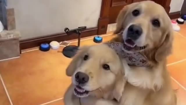 The Cutest Puppy Videos You'll Ever See