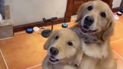 The Cutest Puppy Videos You'll Ever See