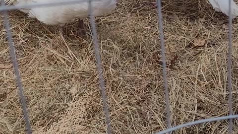 Getting The Turkeys Mr and Mrs Gobble Ready For Snow