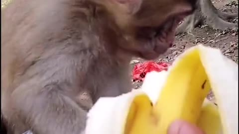 Eating Banana not gives anyone