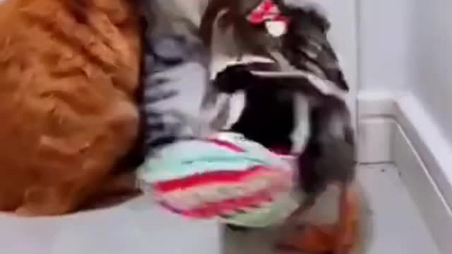 Funniest Cats and dogs videos