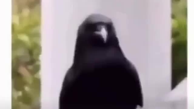 No Mind Control Dance!