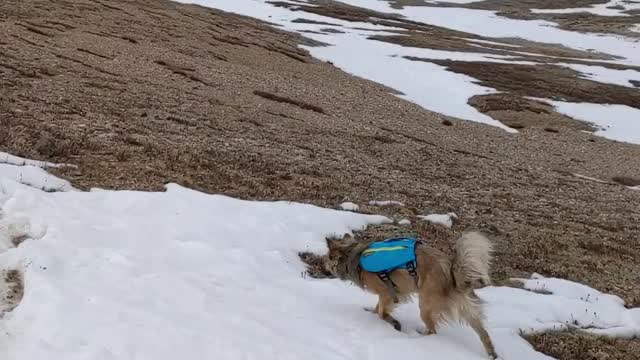 My Dog Doing Flips In The Snow