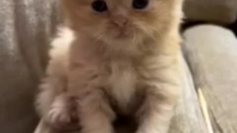 Roaring cat
