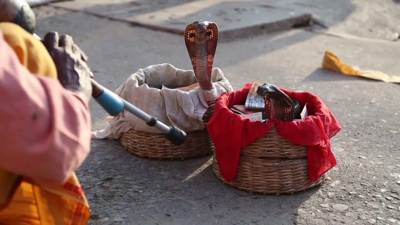 Snake being charmed by music played by man at street in Varanasi