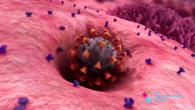 mRNA vaccine, the way it is supposed to work.