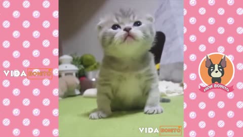 The cutest and cutest cats you'll see today