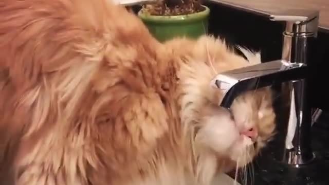 beautiful fluffy cat tries to drink