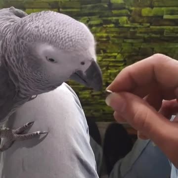 A parrot eats a button