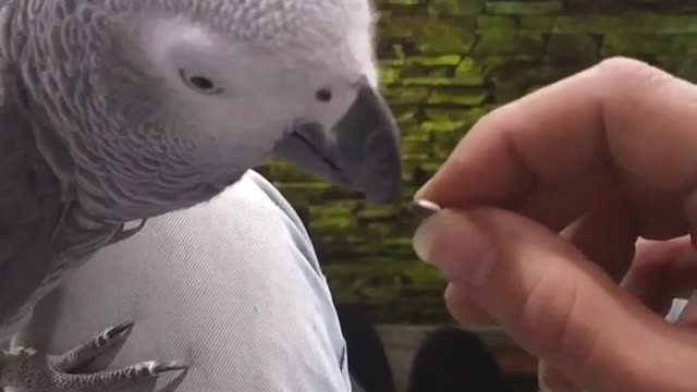 A parrot eats a button