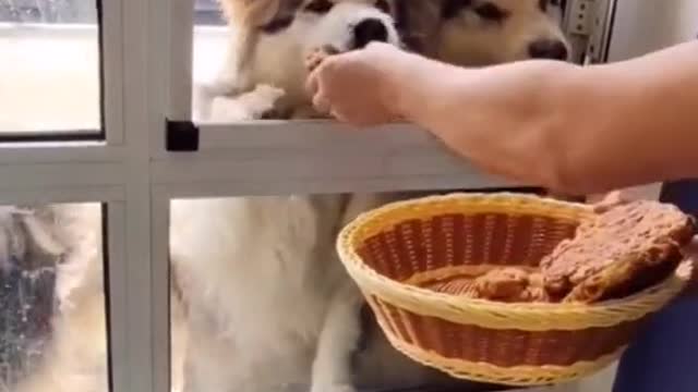 Dinner is served #lovedog #funny #tiktok #cutdog #foryou