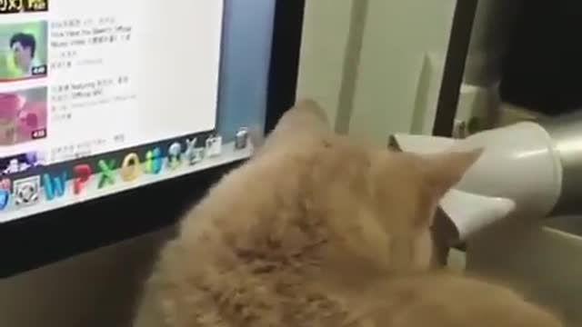 Cat Playing on My Pc Screen