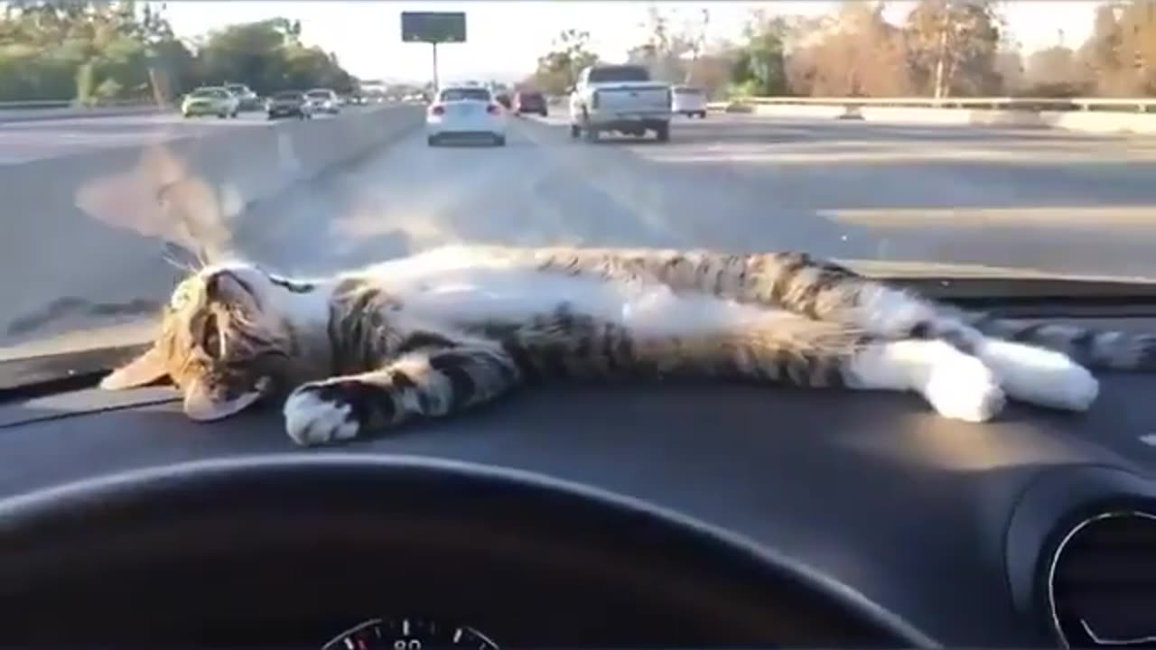 Purr-fectly Chilled 😼🚙💆‍♂️