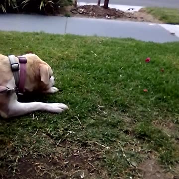 paparazzi posté dans une camionnette grise.... 🧡💛💚