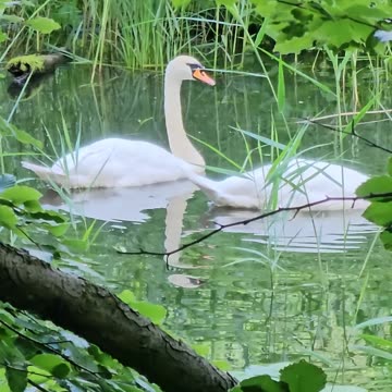 Why theese two swans get publicly shamed and deserve it #mockumentary #nature