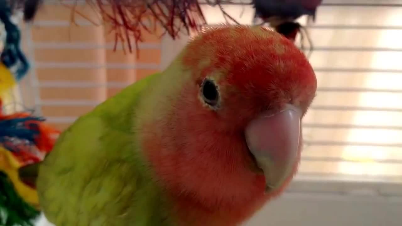 Cute lovebird bird posing for video